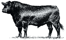 Picture of Bull