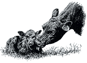 Mother Cow with Calf